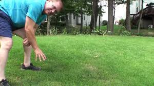 At the end of the day, if the climate is right for zoysia, it'll be a dream. Compadre Zenith Zoysia Grass Seed Vs Plugs Part 3 How To Plant Seeds Maryland Area Youtube