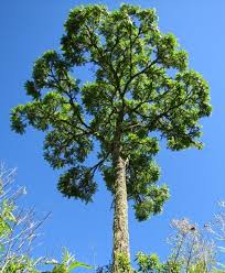 Image result for Cedrela