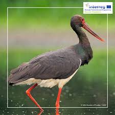 Ged_playlist_activity,apisid, geup, hsid, login_info, nid, pref, sapisid, sid, ssid, sidcc, t9s2p.resume, visitor_info1_live, ysc, dkv, s_gl, wide. Facebook