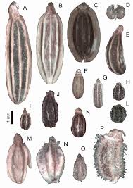 Image result for Deverra burchellii