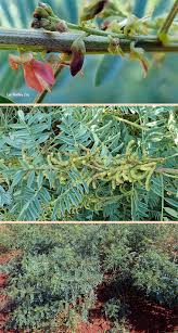 Image result for Indigofera cryptantha