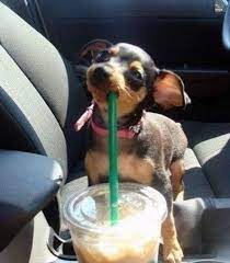 A Chiuaua Drinking Coffee How Happy Does He Look Coffee Cuteness Dog Javafly Coffeelovers Funny Picture Gallery Cute Animals Animals