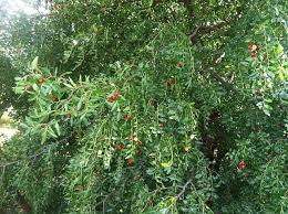 Folks plant what they will enjoy whilst there, rather than spend 40 bucks on 2 peaches 3 years from now. Arkansas Fruit Tree Production Tips Apple Pear Peach Nectarine