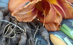 Generally, rabbits dislike plants that have a strong fragrance or have fuzzy leaves. Edible Daylilies Identifying And Gathering Edible Day Lilies