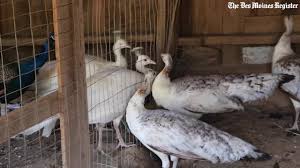 Highlights von lauren ralph lauren bei breuninger shoppen! Iowa Farmers Find Niche In Exotic Birds