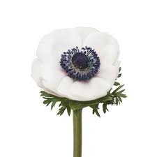 Anemones Panda Wedding Flowers Flower Bouquet Wedding Winter Wedding Centerpieces