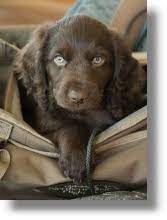 Boykin spaniel breeder from our home for your home. Boykin Spaniel Puppies Boykin Spaniel Society