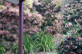 What does grow in chalky soil: Plants For Clay Soils Native Plant And Revegetation Specialists