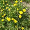 Image result for Helichrysum dilucidum