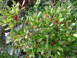 Miracle fruit plant, miracle berry, for sale from florida. Synsepalum Dulcificum Richardella Dulcifica Miracle Fruit Toptropicals Com