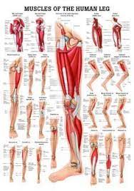 Check spelling or type a new query. Anatomy Of Leg Muscles And Tendons Anatomy Diagram Leg Muscles And Tendons Anatomy Diagram Pics Muscle Anatomy Leg Muscles Anatomy Leg Anatomy
