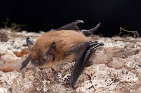 Myotis californicus - Bat Conservation International