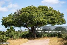 Image result for Sclerocarya