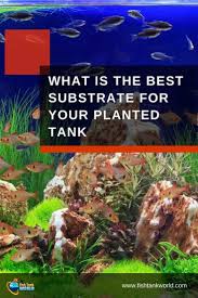 Substrate For Planted Tank Best Reviews Guide Fish Tank World In 2020 Fish Tank Fresh Water Fish Tank Fish Tank Plants