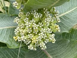 Image result for Asclepias