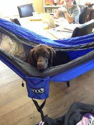 10 Reasons Why You Should Have A Dog In College Dog Apartment Living Apartment Dogs Dogs