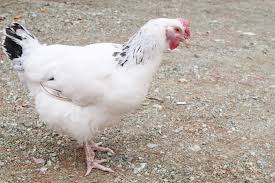Best Hatcheries To Buy Delaware Chickens