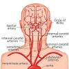 There are two large arteries in the neck, one on each side. 1