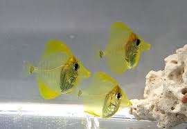 The yellow tang eats algae. Yellow Tangs Finally Captive Bred By The Oceanic Institute Reef Builders The Reef And Saltwater Aquarium Blog