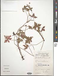 Image result for Geranium aculeolatum