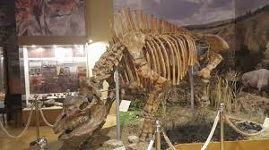A more recent date of 26,000 bp is considered less reliable. Elasmotherium Wikipedia