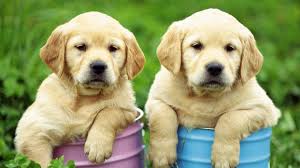 The cost to buy a golden retriever varies greatly and depends on many factors such as the breeders' location, reputation, litter size, lineage of the puppy, breed popularity (supply and demand), training, socialization efforts, breed lines and much. Labrador Retriever Puppies For Adoption Petsync