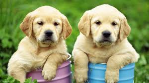 Lab rescue animal rescue black labrador retriever labrador retrievers dogs up for search for labrador retriever rescue dogs for adoption near oswego, illinois. Rescue Labrador Retrievers Near Me Cheap Buy Online