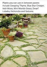 Ground Cover Plants In Between Pavers Garden Outdoor Home Stone House Ideas Crea In 2020 Small Front Yard Landscaping Pathway Landscaping Front Yard Landscaping