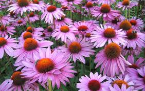 We did not find results for: Chamomile Like Flowers Are Tall In Autumn Flowers Similar To Daisy