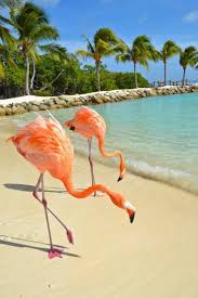 Find the perfect flamingo beach aruba stock photos and editorial news pictures from getty images. Flamingo Beach Renaissance Island Aruba Flamingo Beach Aruba Flamingo Beach Bonaire