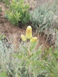 Image result for Protea welwitschii