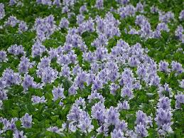 Image result for Pontederia crassipes