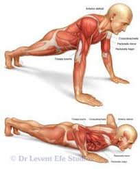 Maybe you would like to learn more about one of these? 7 Muscle Map Ideas Exercise Muscle Anatomy Muscle