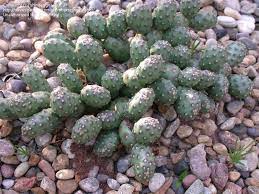 Prickly pear may refer to: Plantfiles Pictures Brittle Prickly Pear Opuntia Fragilis Var Denudata 1 By Shindagger Prickly Pear Plants Pear