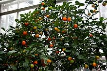 Check out all the fun recipes on the margarita week page, and follow the hashtag. Calamansi Wikipedia