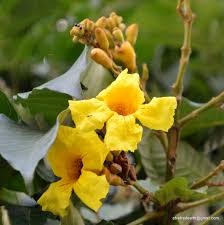 Image result for Markhamia