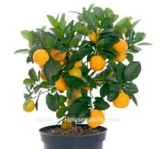 It is probably a cross between the pomelo, citrus maxima, and the mandarin orange, citrus reticulata Care For Calamondin Orange Tree Indoors Grow Dwarf Citrus Houseplant