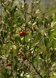 Image result for Diospyros lycioides