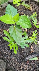 Image result for Droogmansia