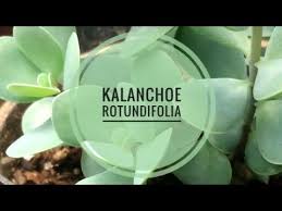 Image result for Kalanchoe rotundifolia