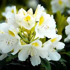 Lemon Ice Rhododendron Chionoides For Sale Online The Tree Center Rhododendron Hydrangeas For Sale Plants