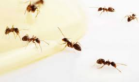 Serving virginia's pest control needs. Bioguard Pest Control 1431 Air Rail Avenue Virginia Beach Va Pest Control Mapquest
