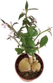 Image result for Monadenium pedunculatum
