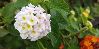 A White Common Lantana Lantana Camara Lantana Lantana Camara Plant Fungus