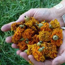 Artificial marigold flower heads bulk marigold flower heads artificial flower silk fake marigold for cinco de mayo wedding party banquet diy craft decoration (orange, yellow,50 pieces). Sold Out For The Season Organically Grown Marigold Flowers Botanical Colors