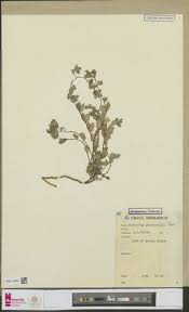 Image result for Pachylobus