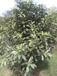 Image result for Warburgia ugandensis