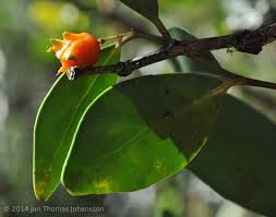 Image result for Pterocelastrus