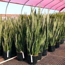 Image result for Sansevieria nilotica