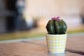 Ratings, reviews and photos from the local customers and articles about cactus flower cafe. Cactus Flower Restaurants